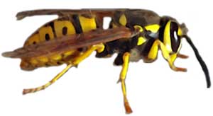 Yellow Jacket